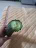 长黄瓜约600g 实拍图