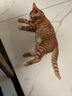 酷奇宠【可调松紧】猫绳猫链猫咪牵引绳防挣脱遛猫绳背心式溜猫绳子猫链 蓝橙双拼 XXS码 建议3-6斤内 实拍图