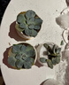 绿荫巷子多肉植物组合套餐肉肉室内植物办公室电脑桌面盆栽好养活小盆栽 【3多肉】瓷盆木格(肉可自选) 实拍图
