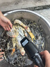 三个小厨全自动家禽拔毛器电动去鸡鸭鹅毛神器多功能防水充电加商用脱毛机 大功率至尊款/耐磨锥头/快速拔毛 实拍图
