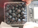 陇百味云南蓝莓高山脆甜花香蓝莓鲜果 新鲜现摘应季热带时令水果 当季现摘4盒实惠装 每盒净重100g 精选特大果 单果18-20mm 实拍图