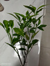 CHUANGSHIJI沙糖桔树苗南方北方种植橘子树苗柑桔果树果苗嫁接砂糖地栽盆栽 3年苗 (当年结果) 81cm(含)-110cm(含) 实拍图