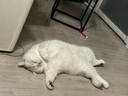 皇家皇家绝育成猫粮 SA37通用粮 1-7岁10KG 实拍图