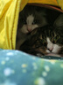 卫仕猫多维240片定制猫用复合维生素片维生素b美毛宠物营养猫咪维生素 实拍图