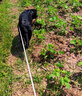 皇家狗粮 拉布拉多成犬狗粮 宠物大型犬 LR30 全价犬粮 ≥15月 12KG 实拍图
