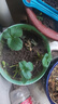 【20天速长成果】奶油草莓秧苗盆栽四季草莓苗南北方种植当年结果 热卖款:【10颗+肥】精选高产苗 耐寒【四季结果奶油大草莓】 实拍图