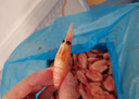海皇湾格陵兰头籽北极甜虾北极熊腹籽刺身特大号 冰虾元宝虾籽虾 【头籽礼盒】 3斤(净重)  90-120 实拍图