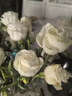 云南鲜花批发品质玫瑰百合水养鲜切花送女友水养鲜花源头直发 白色洋桔梗200g 【任选2件—不收运費】 实拍图