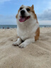 Orijen渴望狗粮 成犬幼犬无谷天然鸡肉进口全价通用犬粮11.4kg效期26/3 实拍图