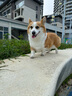 NEXGARD SPECTRA超可信中型犬M号体内外同驱去跳蚤进口原研药6片 实拍图