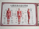 图幻人体内脏解剖系统示意图医学骨骼肌肉器官血管血液结构图医院海报 人体结构示意图 60厘米 * 40厘米 PP背胶 实拍图