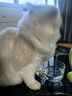 逸诺（enoug）SOS猫咪沐浴露宠物香波清洁去污柔顺美毛布偶猫浴液280ml 实拍图