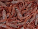 鲜京采 原装进口格陵兰北极甜虾刺身2斤装 90-150只/kg 即食 MSC认证 实拍图