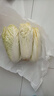 云南高原娃娃菜新鲜蔬菜生鲜乾隆白菜早餐火锅必备产地直发 浅黄色 新鲜娃娃菜3颗装*1包 实拍图