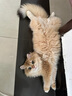 霍曼宠物烘干箱Pro 猫咪吹风机狗狗自动吹干箱底部出风快速烘干更安静 实拍图