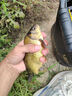 龙王恨鱼饵野战蓝鲫X5青春版腥香味黑坑野钓鲫鲤草鳊老三样套餐钓鱼饵料 野战蓝鲫-香腥(300g/1包) 实拍图