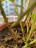 双盟蓝莓苗蓝莓树果苗北方南方种植四季果树绿宝石苗阳台盆栽源头直发 实拍图