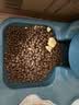 倍内菲猫粮全价冻干猫粮无谷猫粮成猫幼猫全期通用全价猫粮 鹿肉+三文鱼 （6.8kg） 实拍图