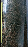 富昌 梅菜干300g 梅干菜 干雪里蕻芥菜咸干菜梅菜扣肉下饭菜干货 实拍图
