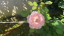 京东京造【抗菌皮纹拖】eva软弹家居防臭浴室夏季新款拖鞋女粉色35-36 实拍图