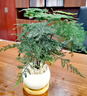 喜鹊说文竹盆栽室内办公室绿植客厅茶几桌面微景观趣味创意迷你植物摆件 文竹+陶瓷小汤圆盆+竹底托+铺面 实拍图