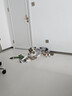 all for paws flora青蛙 毛绒狗狗玩具 耐啃咬响纸玩具 磨牙大型犬宠物玩具 实拍图