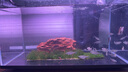 尼特利 NETLEA过滤桶小型外挂鱼缸过滤器壁挂式水族养鱼龟缸除油膜鱼缸过滤系统 2号壁挂草缸版【内含滤材】 实拍图