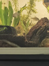 尼特利 NETLEA水草泥鱼缸净水营养土水族养鱼水藻泥免水洗种植土草缸陶粒底砂 二代-自然粒-3L/袋 实拍图