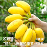 粤迎广西小米蕉新鲜香蕉香芭蕉香产地直发甜粉糯现摘现发芭蕉粉蕉自然 净5斤精选果【粉糯香甜】 实拍图