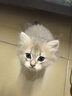 HOUYA3只羽毛逗猫球弹力球解闷互动发泄耐咬磨牙球逗猫棒玩具 实拍图