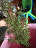 石榴花盆栽果树苗带果观赏可食用室内阳台四季开绿植盆景花卉旺宅 花石榴原盆土5年30-40cm高 含盆 实拍图