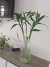 特大号玻璃花瓶桌面插花水养鲜花富贵竹高花瓶ins风客厅装饰摆件 【28高透明描金】锥桶竖条纹 实拍图