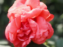 奥之心（OM SYSTEM）M.ZUIKO DIGITAL ED 40-150mm F4-5.6 R 远摄变焦镜头 微单镜头 银色 等效80-300mm 实拍图