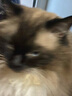 格吾安Boost3-in-1™小圆盾全阶烘焙猫粮多重1.5kg*1桶+1.5kg*1袋 实拍图