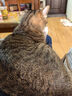 麦富迪猫粮 超肉粒冻干双拼粮10kg 成猫（冻干三文鱼） 实拍图