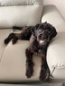 麦富迪狗粮 营养森林肉松犬粮 成犬幼犬通用泰迪金毛鲜鸡肉肉松粮 通用型肉松狗粮10kg(2.5kg*4) 实拍图
