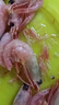 仁豪水产 熟冻北极甜虾 净重1斤 60-85只/袋 即食冰虾 解冻即食 家庭聚餐 实拍图