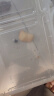 龟真寿 爬宠饲养盒 中号 角蛙蜈蚣蝎子蜘蛛饲养盒宠物蛇饲养箱乌龟蜗牛 实拍图