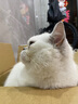 麦富迪猫粮 超肉粒冻干双拼粮2kg 成猫（冻干三文鱼） 实拍图