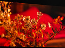 海信电视小墨E5Q Pro 55英寸 超画质U+Mini LED 信芯芯片 柔光防眩屏 288Hz高刷 E5NPRO升级 国家补贴 实拍图