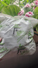 春风茶叶梗5包新房去甲醛新车除味除甲醛汽车内除味家具吸甲醛茶叶包 实拍图