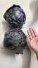 京地达山东新鲜紫甘蓝紫 净重5斤 单颗200克包菜球起源头直发包邮 实拍图