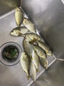 宜品达鱼饵海钓饵料血蚕钓鱼海竿鲫鱼鲶鱼专用路滑饵料血蚕专钓翘嘴 【连杆爆护 专攻巨物】买二赠一 实拍图