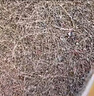 大自然山棕床垫非椰棕垫 偏硬护脊棕榈床垫1.8x2米可定制榻榻米床垫子A2 13CM【90％用户首选】 180*200 实拍图