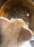 凯锐思猫粮 六拼冻干无谷益生菌全价猫粮冻干猫粮全阶段粮 【六拼冻干粮】3斤 实拍图