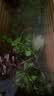【京东物流】水草套餐 好养耐活真水草植物绿菊大叶绿九冠鱼缸 随机 1 2杯(吸盘杯) 实拍图