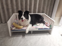 海洋之星 三文鱼中小型大型犬成犬粮天然无谷粮 狗粮 小颗粒6kg 实拍图