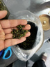 音朗茶叶2025新茶 安溪铁观音 春茶特级清香型父亲节礼物2罐共500g 实拍图