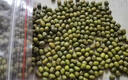 农家绿豆 中小颗粒 新豆打豆浆发豆芽绿豆汤绿豆沙粽子 小粒绿豆250g 实拍图