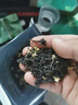 陈一凡 茉莉花茶飘雪 特级浓香型 茶叶新茶 四川茶花毛峰袋装250g 实拍图